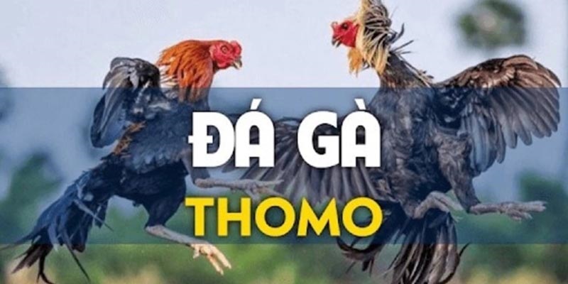 Đá gà thomo - những trận chiến đầy kịch tính