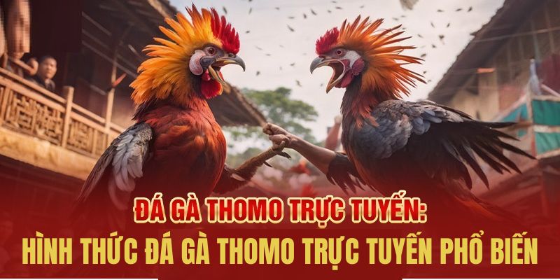 Hai hình thức đá gà phổ biến được yêu thích tại Thomo